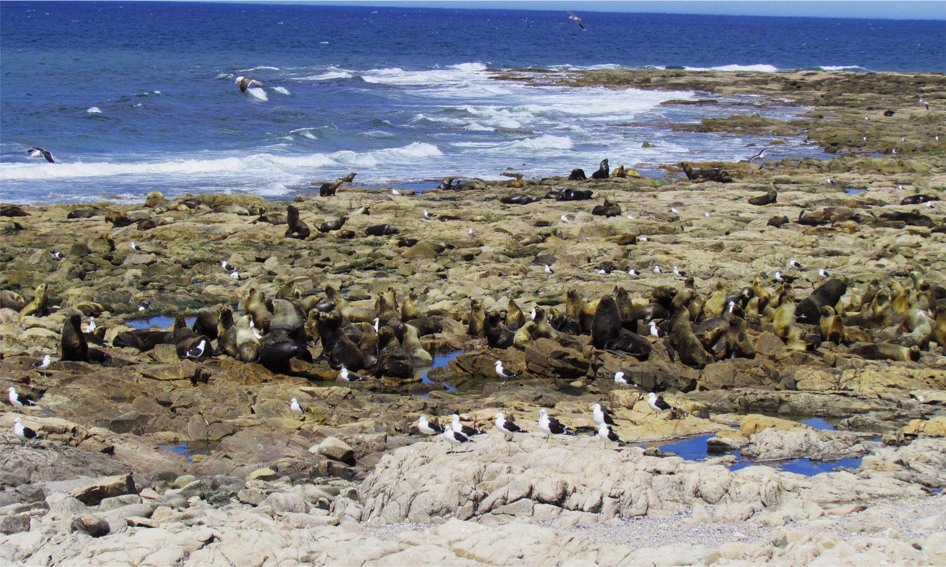 Nationaal Park Islote Lobos in Argentinië