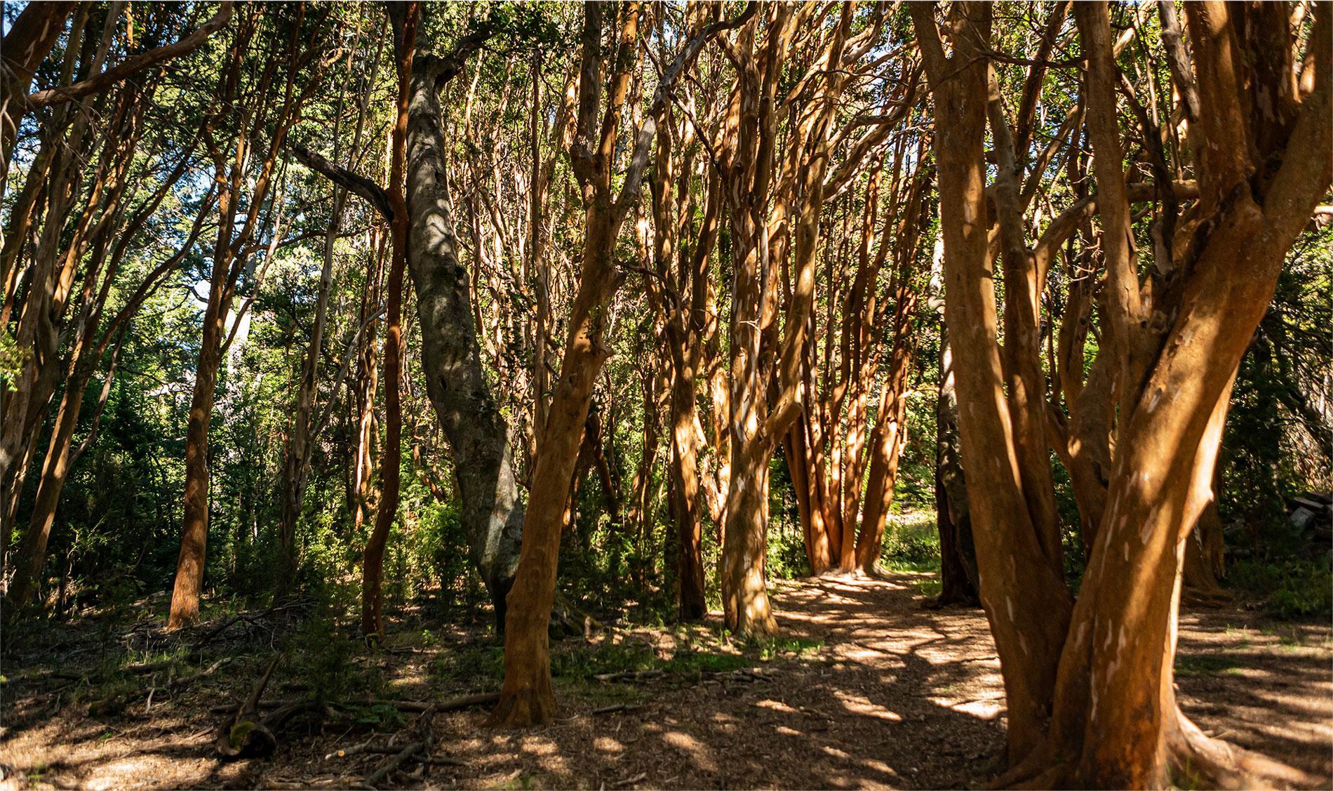 Nationaal Park Los Arrayanes in Argentinië, Provincie Neuquén