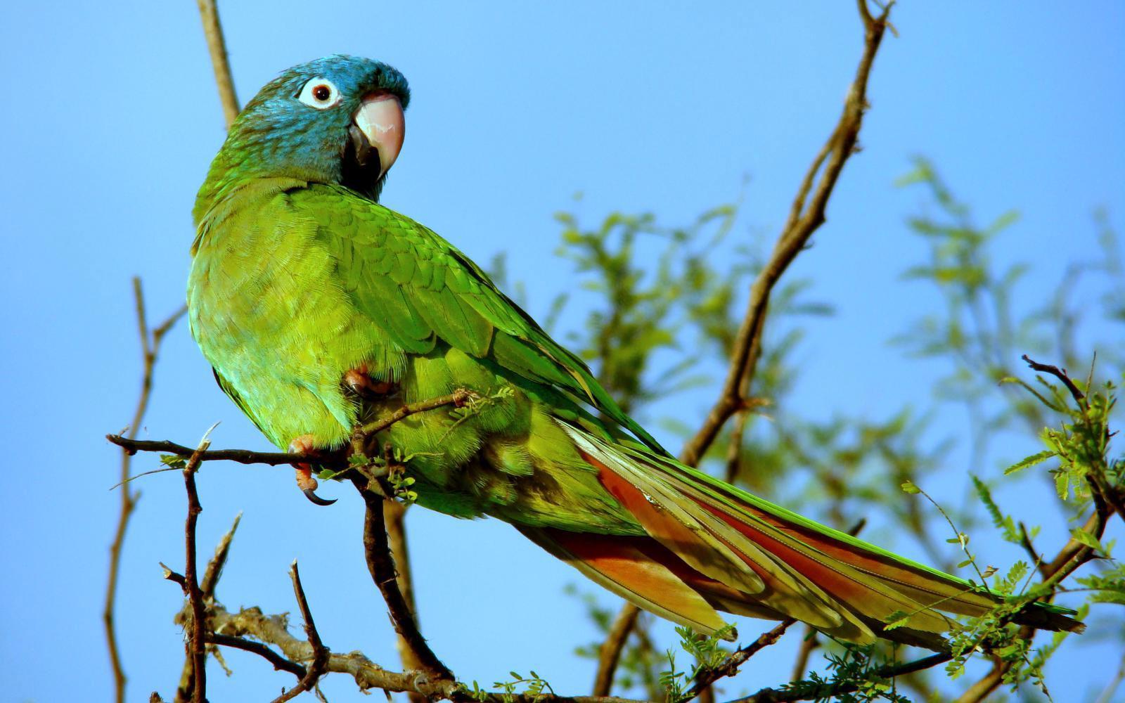 Parc national Río Pilcomayo