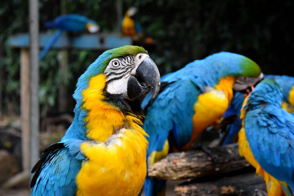 Parrots and biodiversity in Tijuca National Park, Brazil