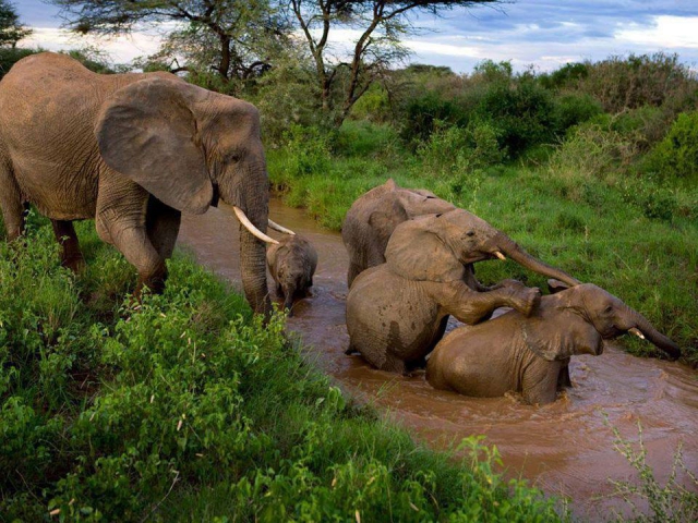 Elephants in Pendjari National Park