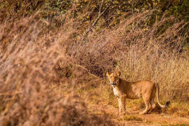 Lioness in Pendjari National Park