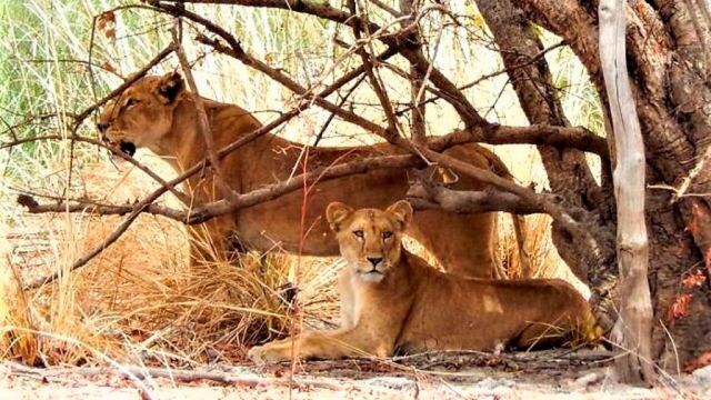 Lions under the shade of a tree in Pendjari National Park