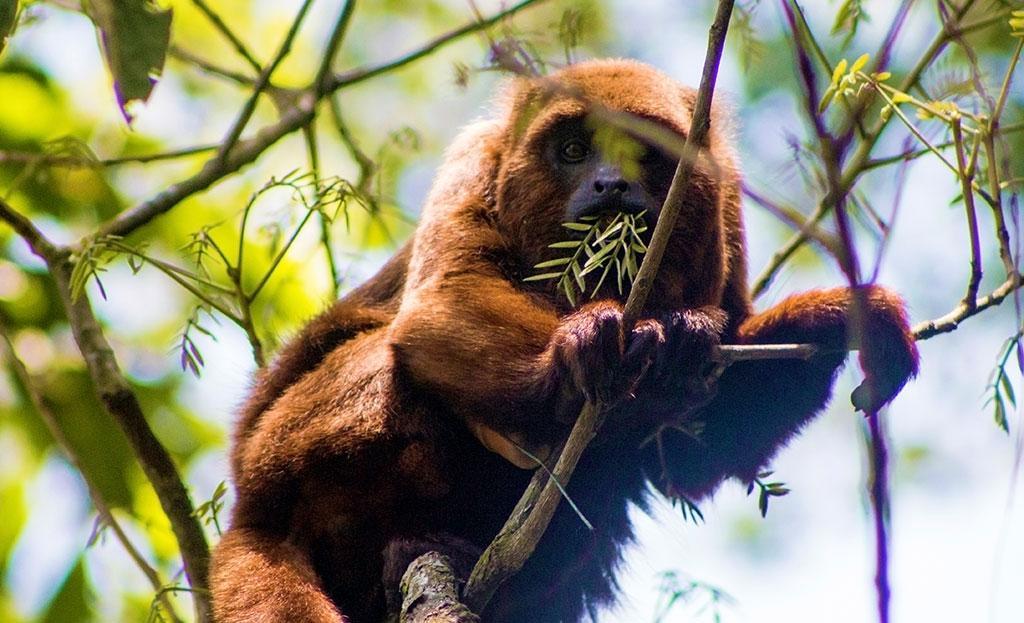 Primates in Brazil's Atlantic Forest on Tijuca Mountain