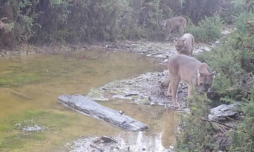 Family of pumas reintroduced to the Alerce Costero National Park