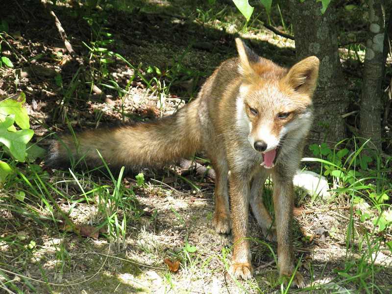 Red fox (Vulpes vulpes)