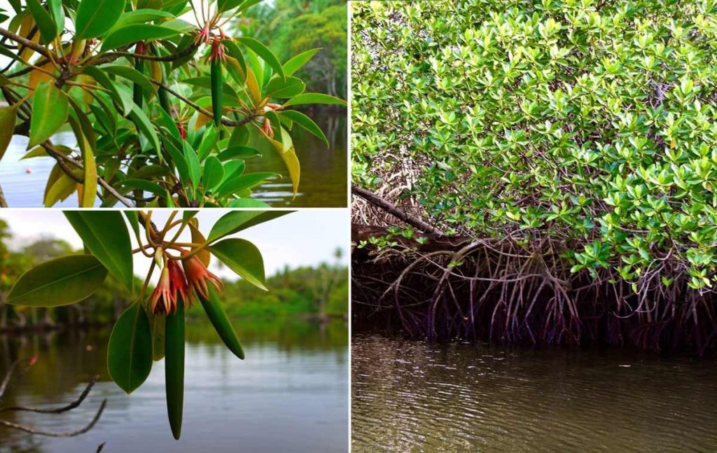 Rote Mangrove (Rhizophora mangle), Baarah-Wetland, Haa Alifu, Malediven