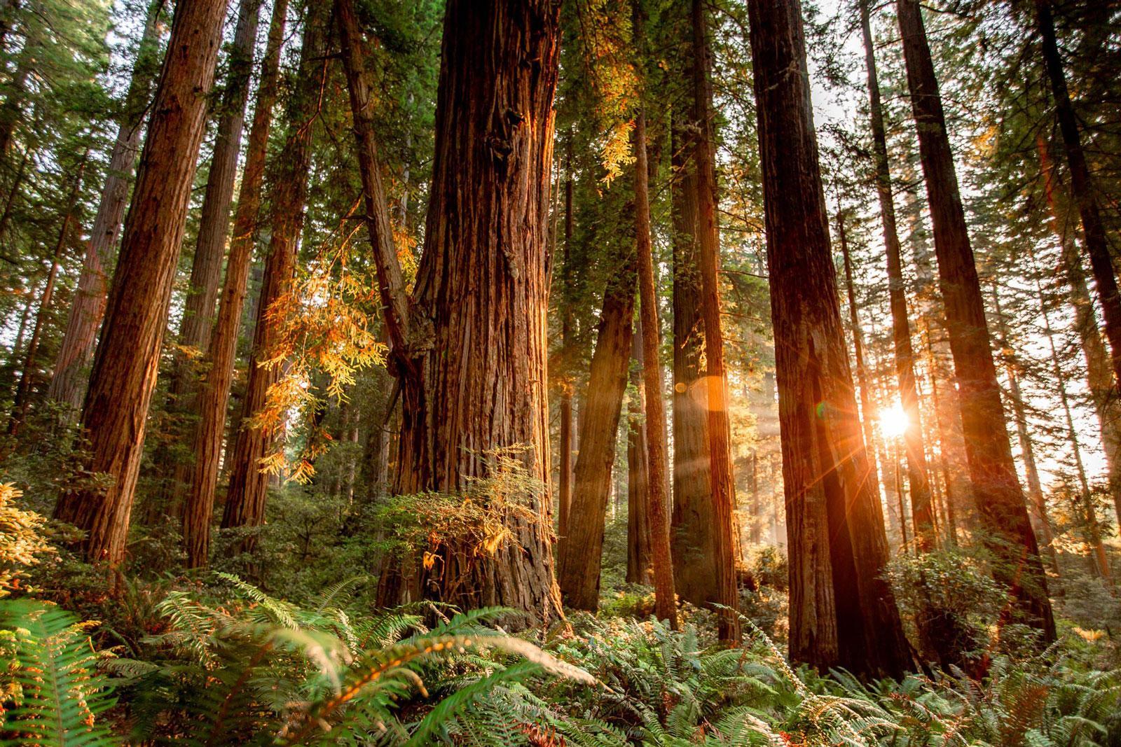 Parc National Redwood