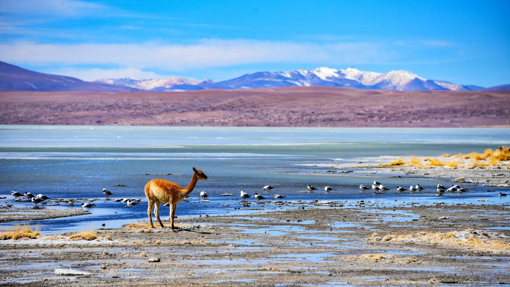 Eduardo Avaroa Andean Fauna National Reserve (REA) in Bolivia