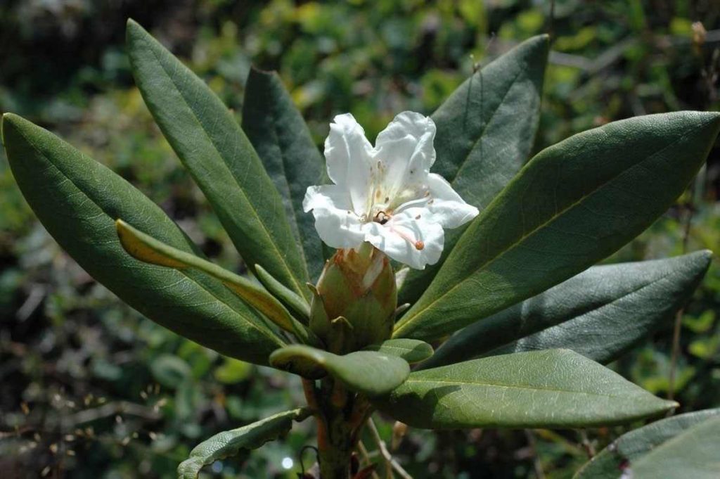 Caucasian rhododendron (Rhododedron caucasicum)