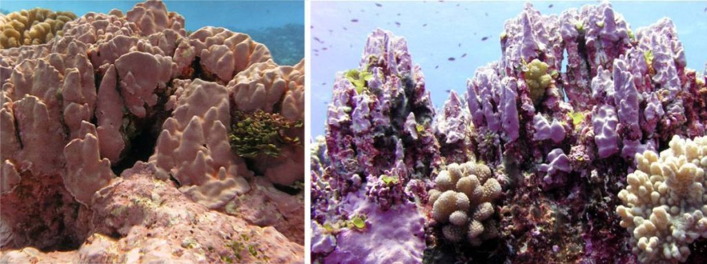 Les coraux du monument national marin de Rose Atoll