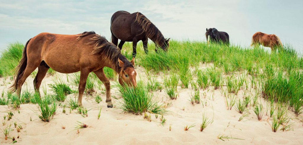 Réserve du parc national de l'île de Sable