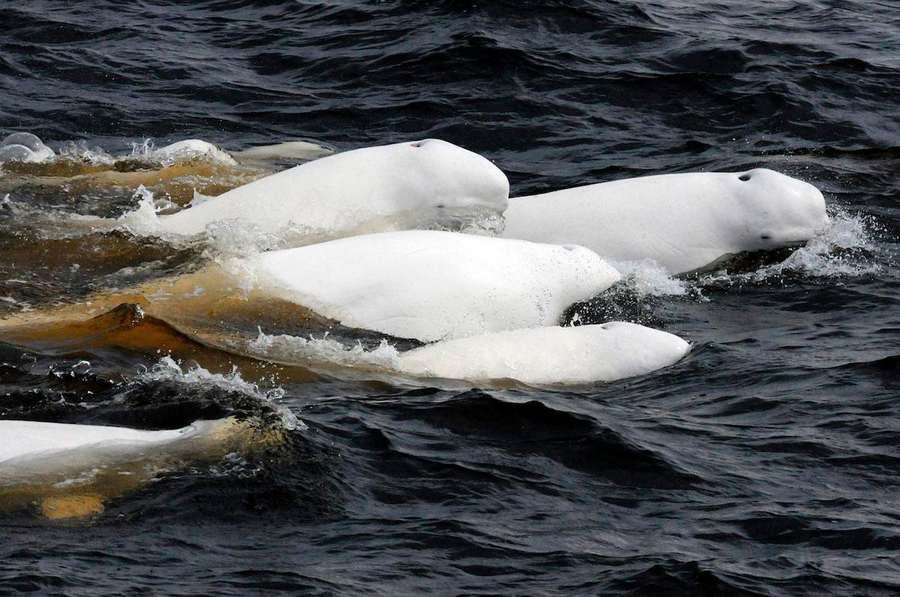 Saguenay-Saint-Laurent Marine Nationalpark