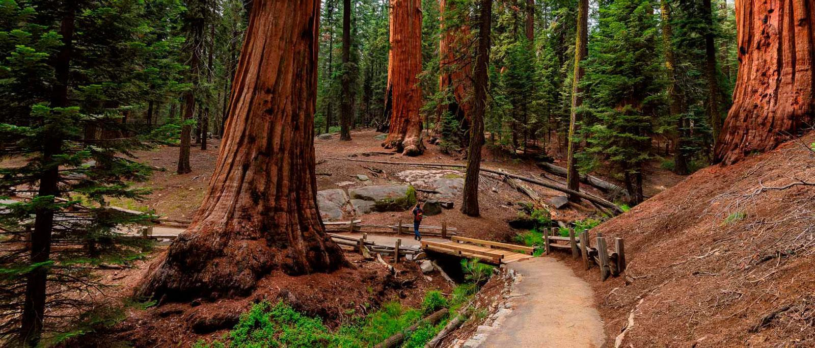 Parc National des Séquoias