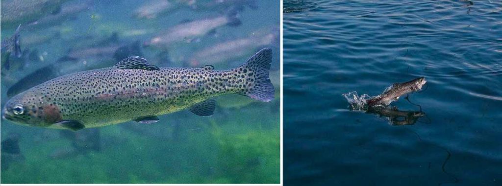 Armenian trout, Sevan ishkhan