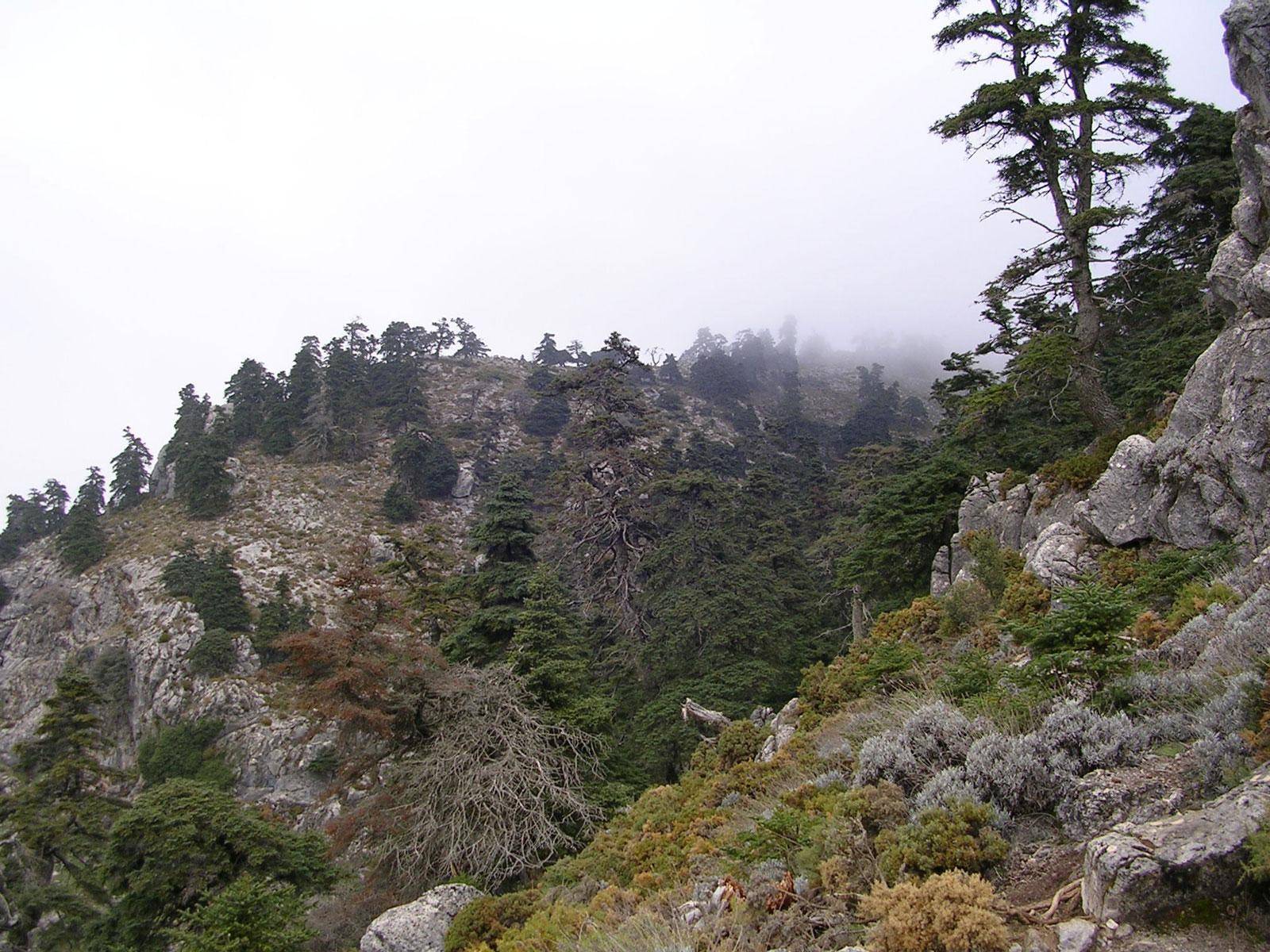 Parc National de la Sierra de las Nieves, Málaga, Espagne