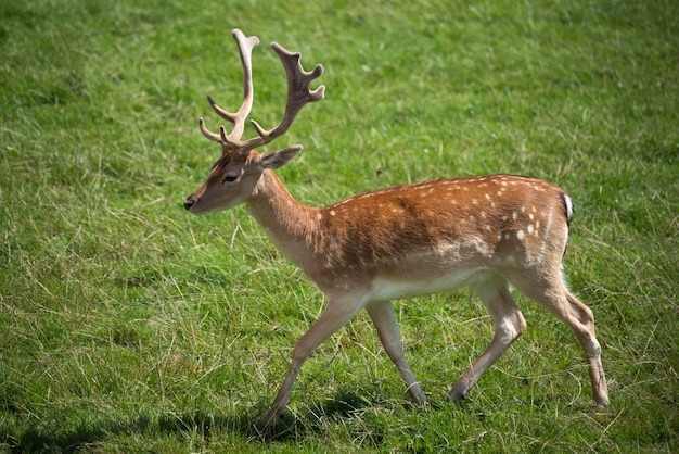 Sika deer (Cervus nippon)