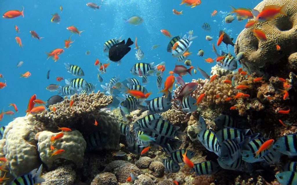 Veracruz Reef System National Park