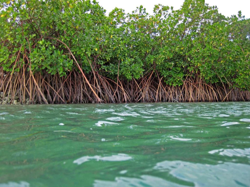 Small-leaf mangrove (Kan’doo), Baarah Wetland, Haa Alifu, Maldives