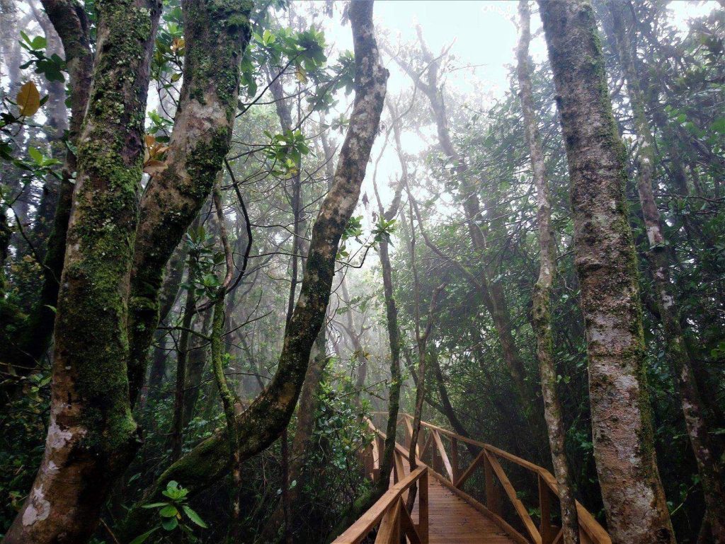 Flora species in Bosque Fray Jorge National Park in Chile