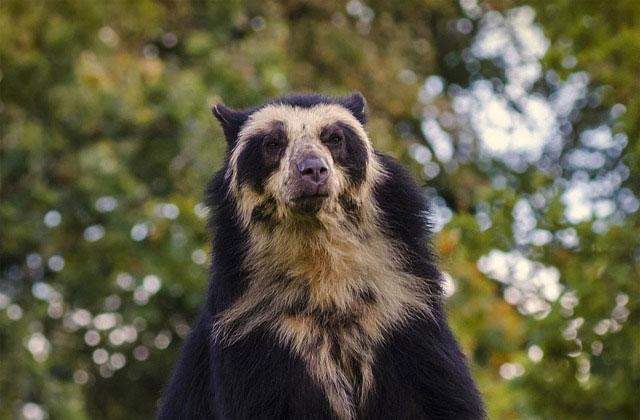 Andean Spectacled Bear (Tremarctos ornatus)