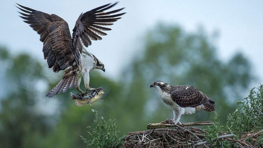 Spotted Eagles in Losiny Ostrov, Russia