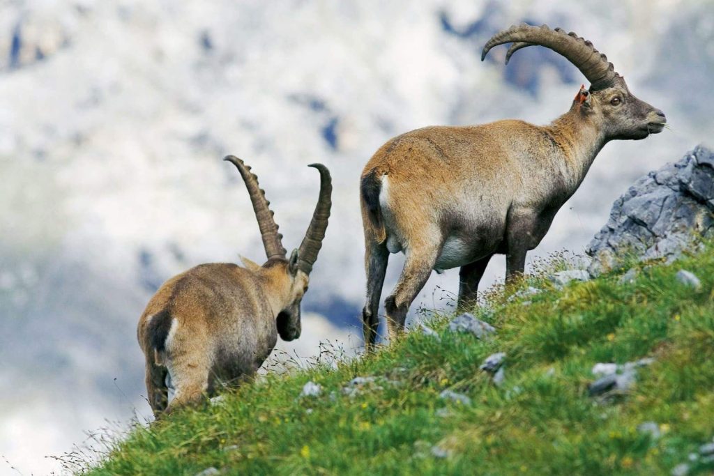 Faune du Parc national Suisse