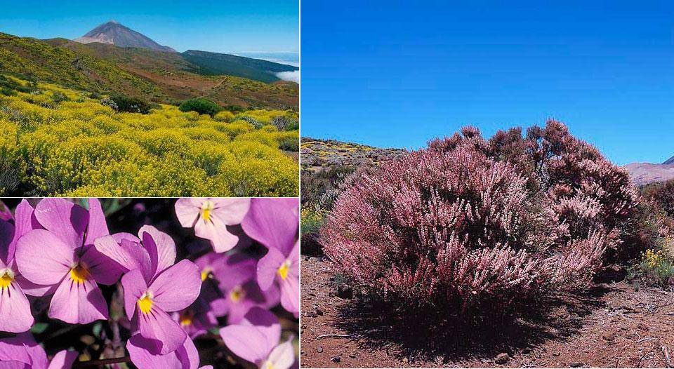 Flore du Parc national du Teide