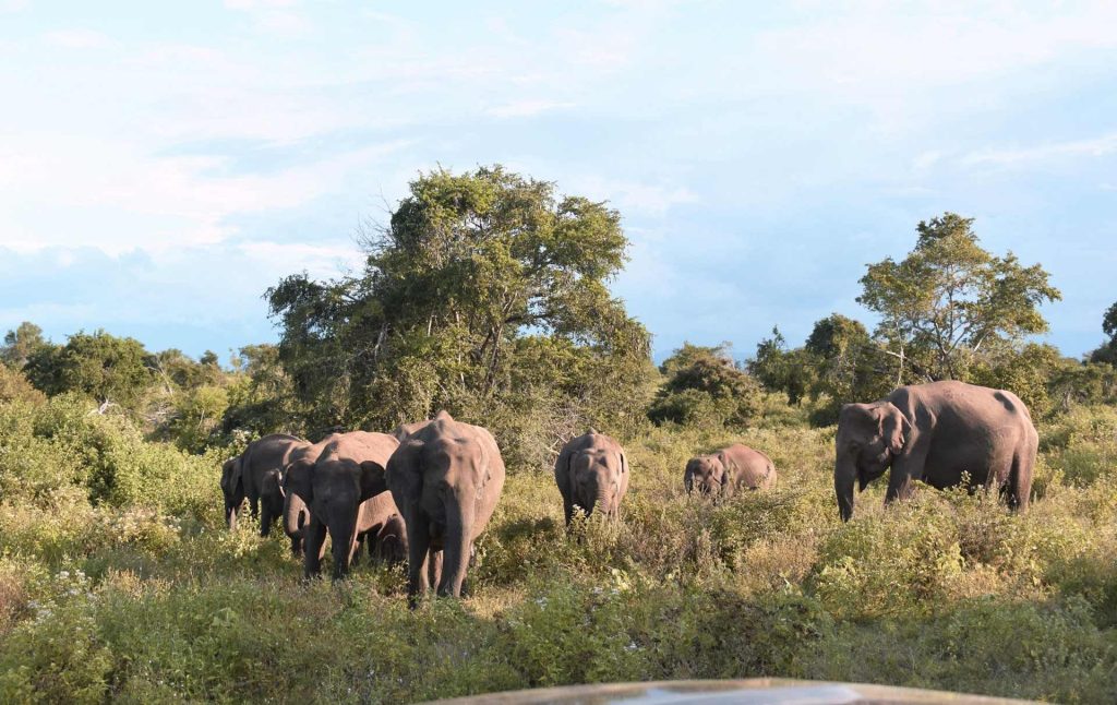 Udawalawe National Park in Sri Lanka: Visitor's Guide and Activities