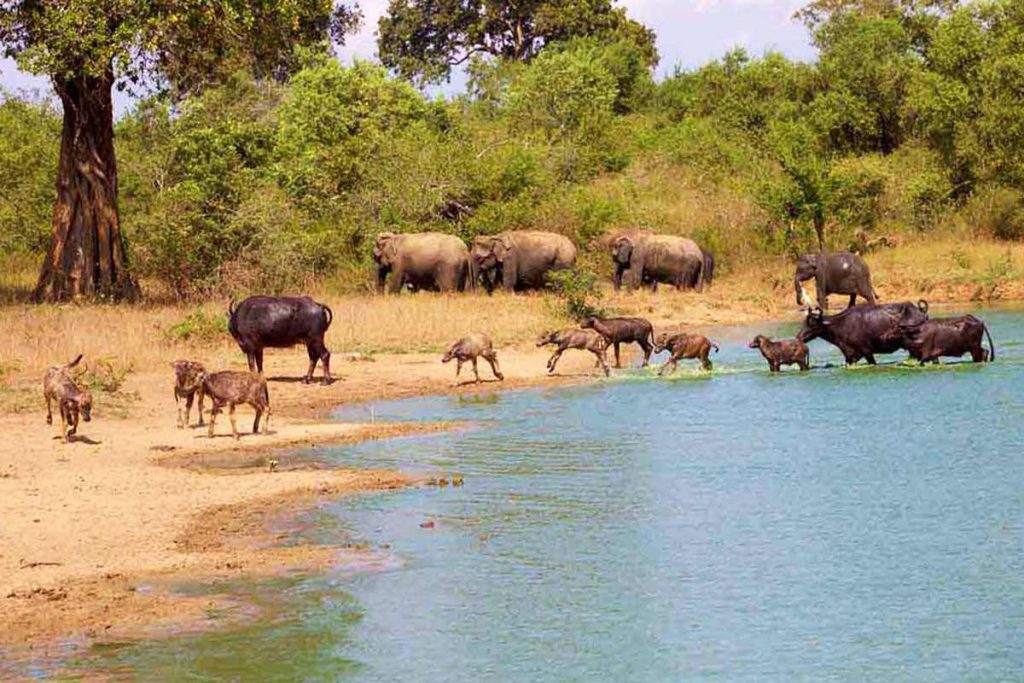 Elephants and other mammals drinking water at Udawalawe National Park