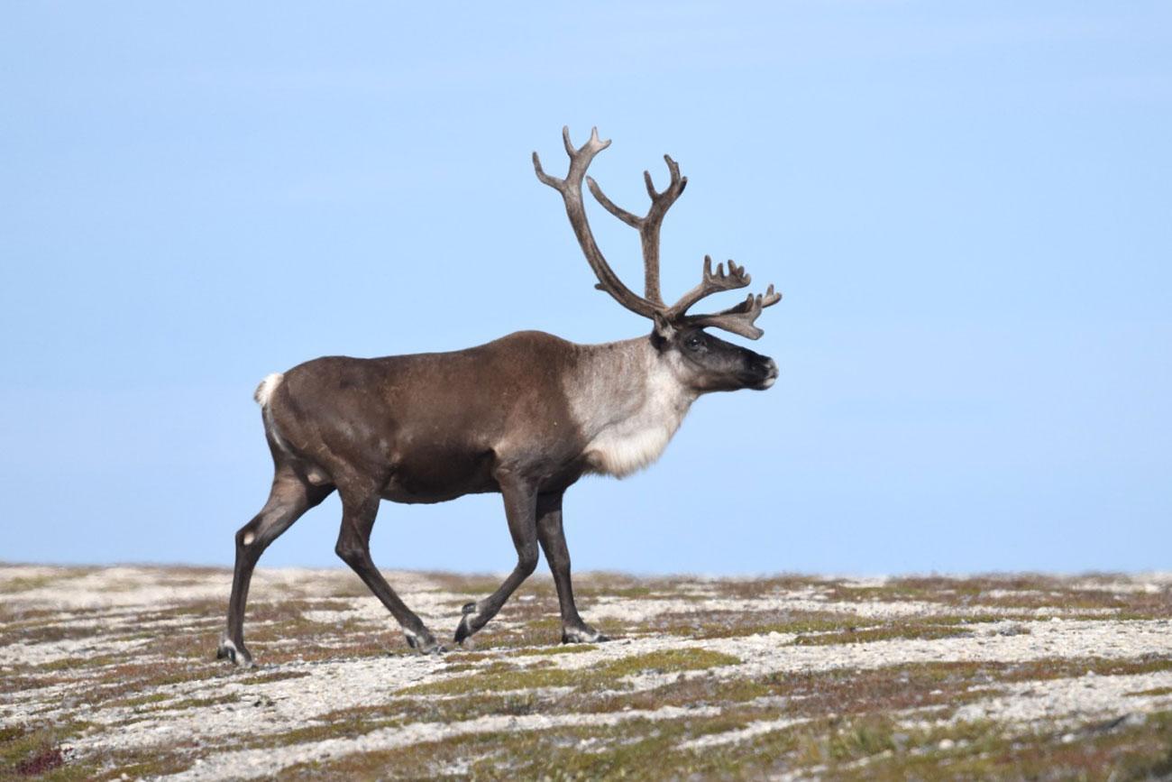 Ukkusiksalik-Nationalpark