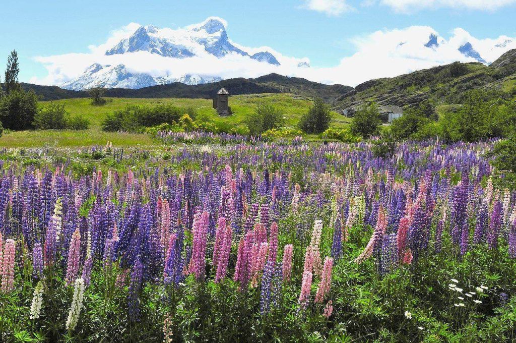 Wilde Lupinen (Lupinus polyphyllus)