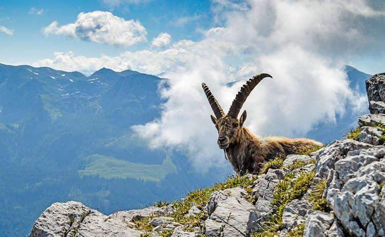 Wild animals in Berchtesgaden National Park, Germany