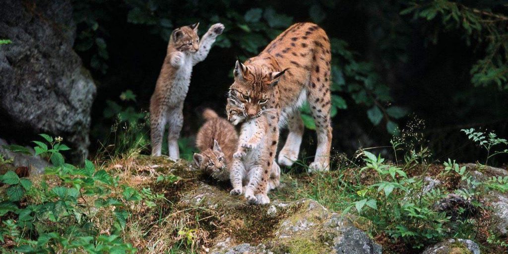 Wildlife of Kalkalpen National Park, Austria