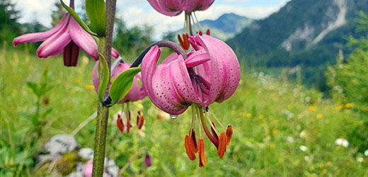 Wild flora of Kalkalpen National Park, Austria