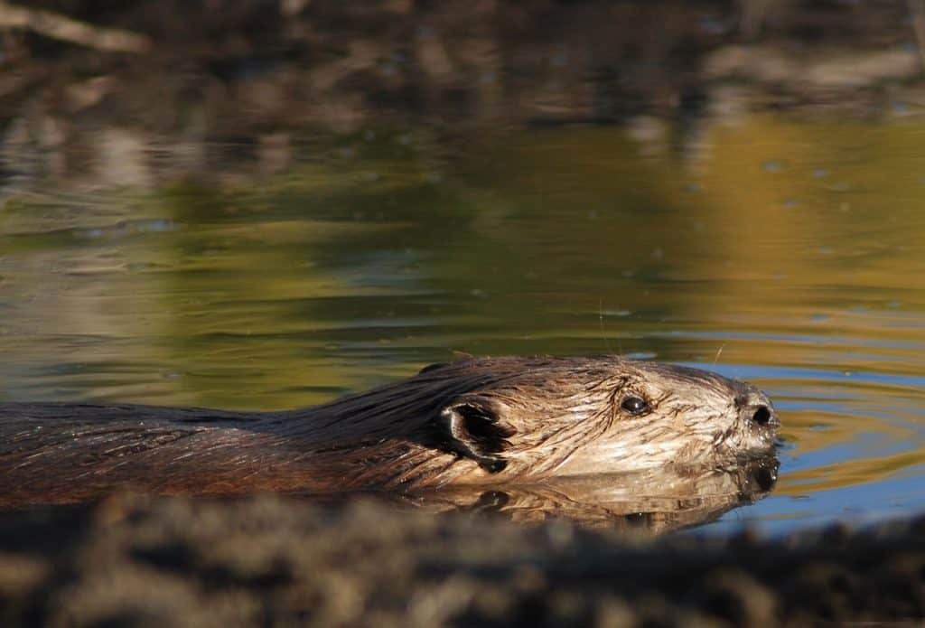 The Fauna and Flora of Ojców National Park in Poland