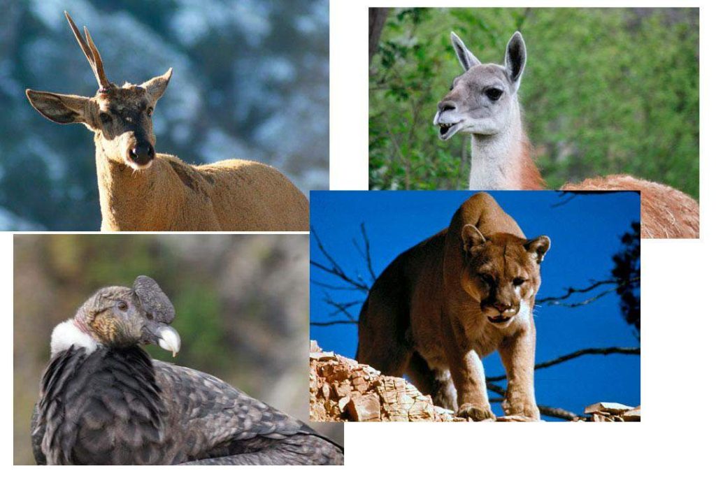 Fauna des Nationalparks Cerro Castillo. Auf dem Bild: Puma (Felis concolor), Kondor (Vultur gryphus), Guanako (Lama guanicoe) und Huemul (Hippocamelus bisulcus)