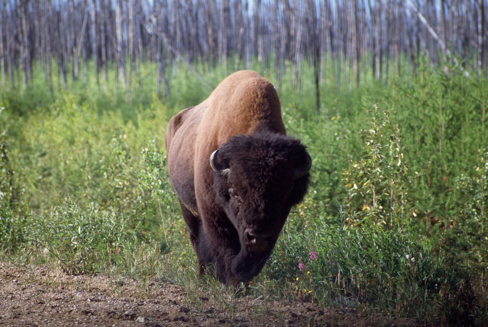 Wood-Buffalo-Nationalpark