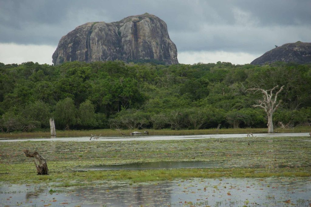 Guide to Yala National Park in Sri Lanka: wildlife, safaris, and how to get there easily