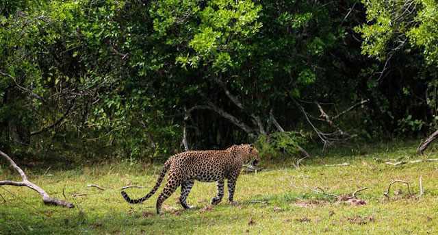 Sri Lanka leopard in Yala National Park