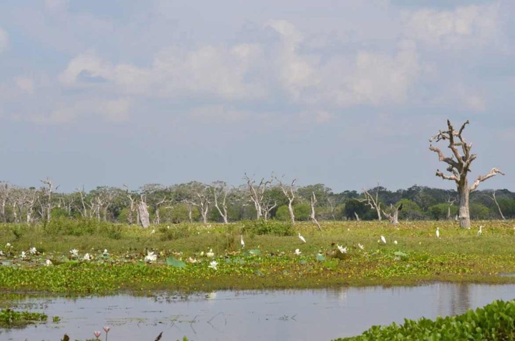 Grassland and mangrove areas of Yala National Park