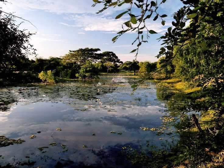 Monsoonal forest in Yala National Park, Sri Lanka