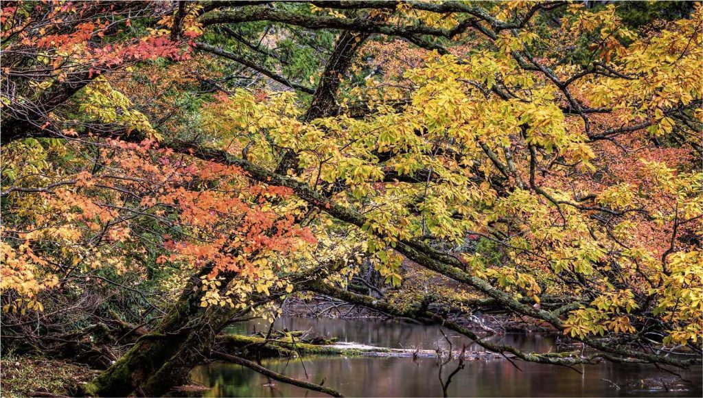 Yukawa-rivier: kleurrijk landschap tijdens de herfst in Japan